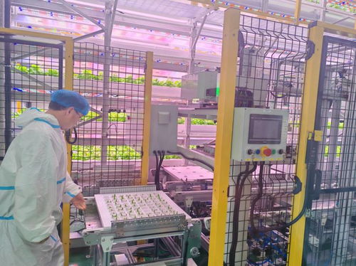 科技赋能农业未来 全省单体规模最大植物工厂在榆投运，单位面积产量超传统农田60倍